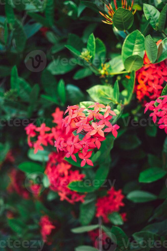 rojo aguja rey de las flores ixora floreciente ixora chinensis rubiaceae flor, ixora flor, ixora coccinea antecedentes foto