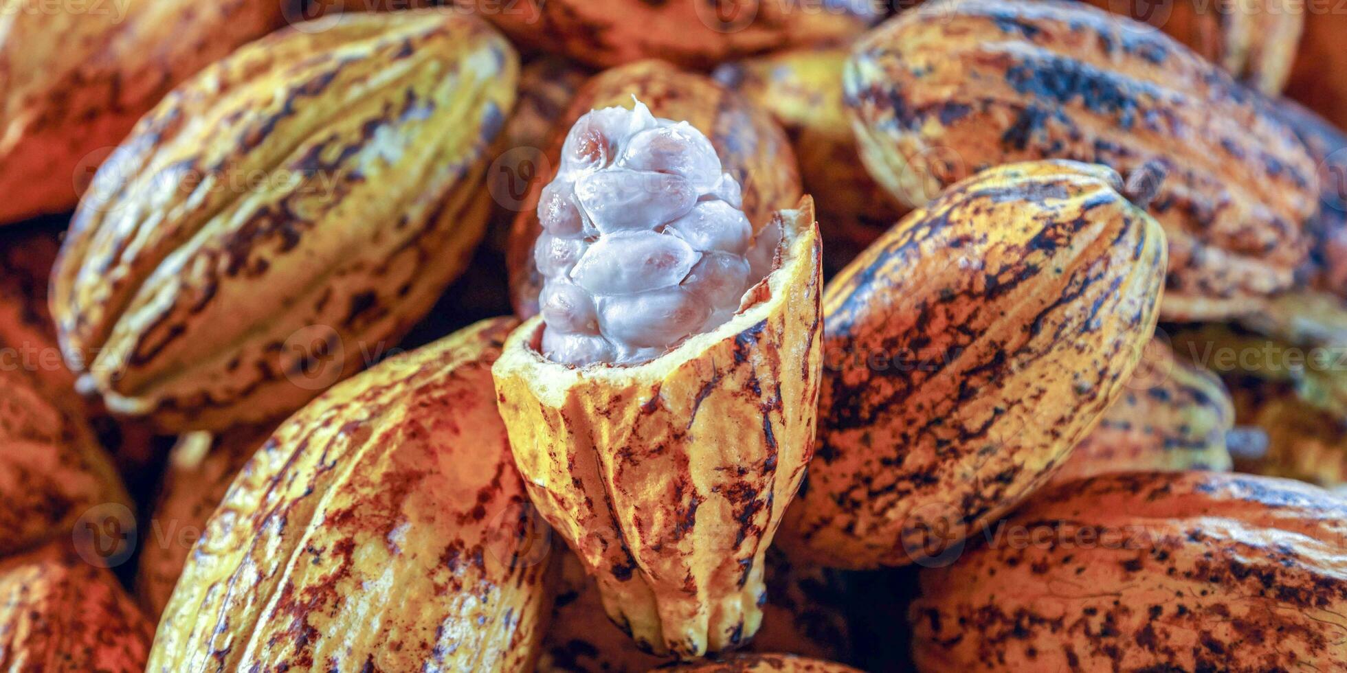 Cut in half ripe cacao pods or yellow cacao fruit Harvest cocoa beans