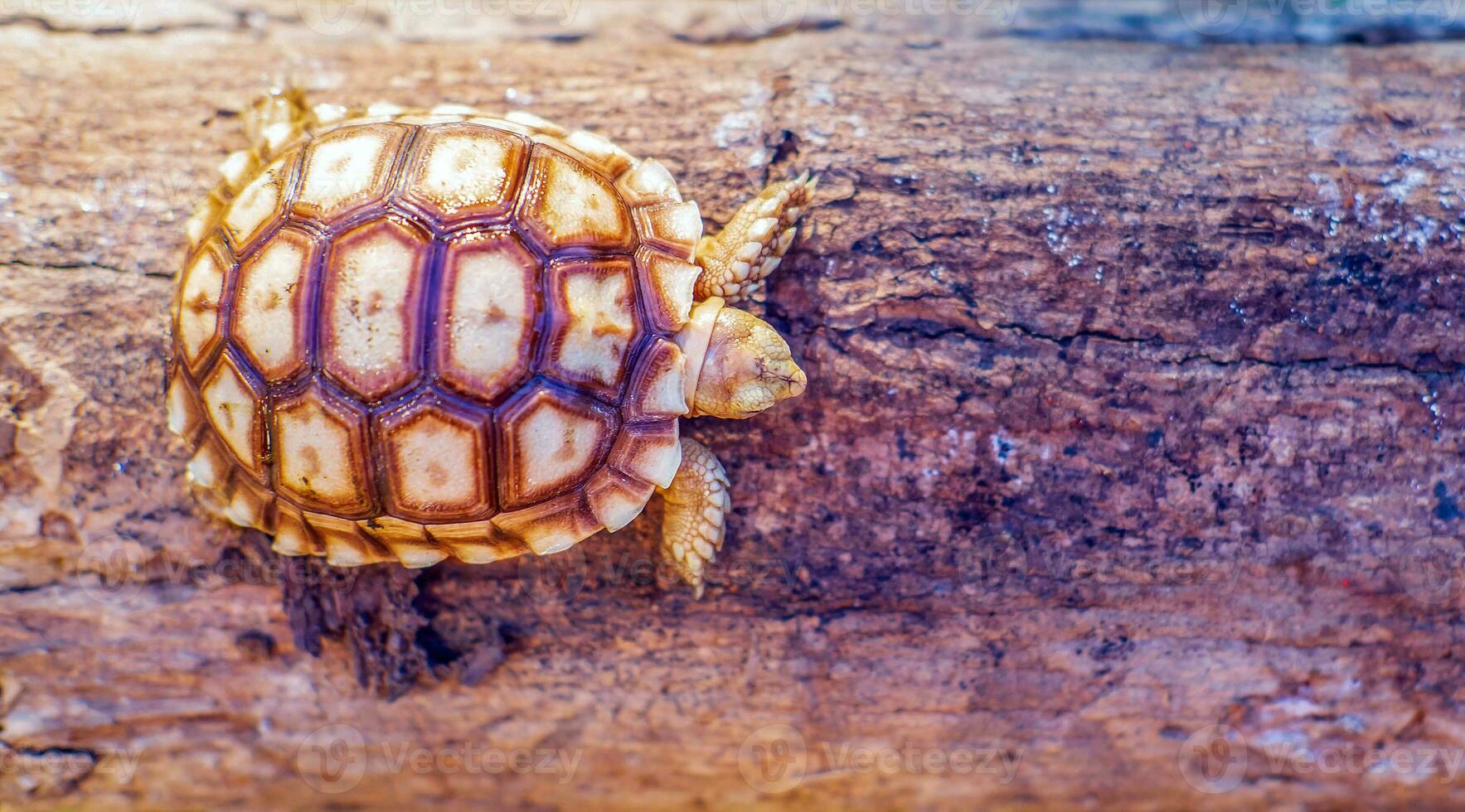 Close up of Sulcata tortoise or African spurred tortoise classified as a large tortoise in nature, Beautiful baby African spur tortoises on large log photo