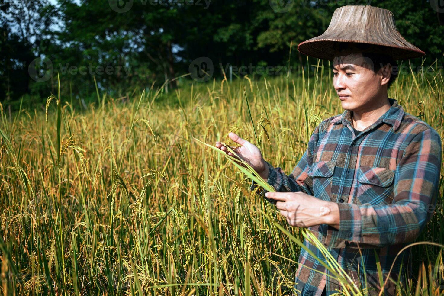 happy Asian man farmer harvesting rice in fram, a young farmer standing in a paddy field examining crops at sunset. photo