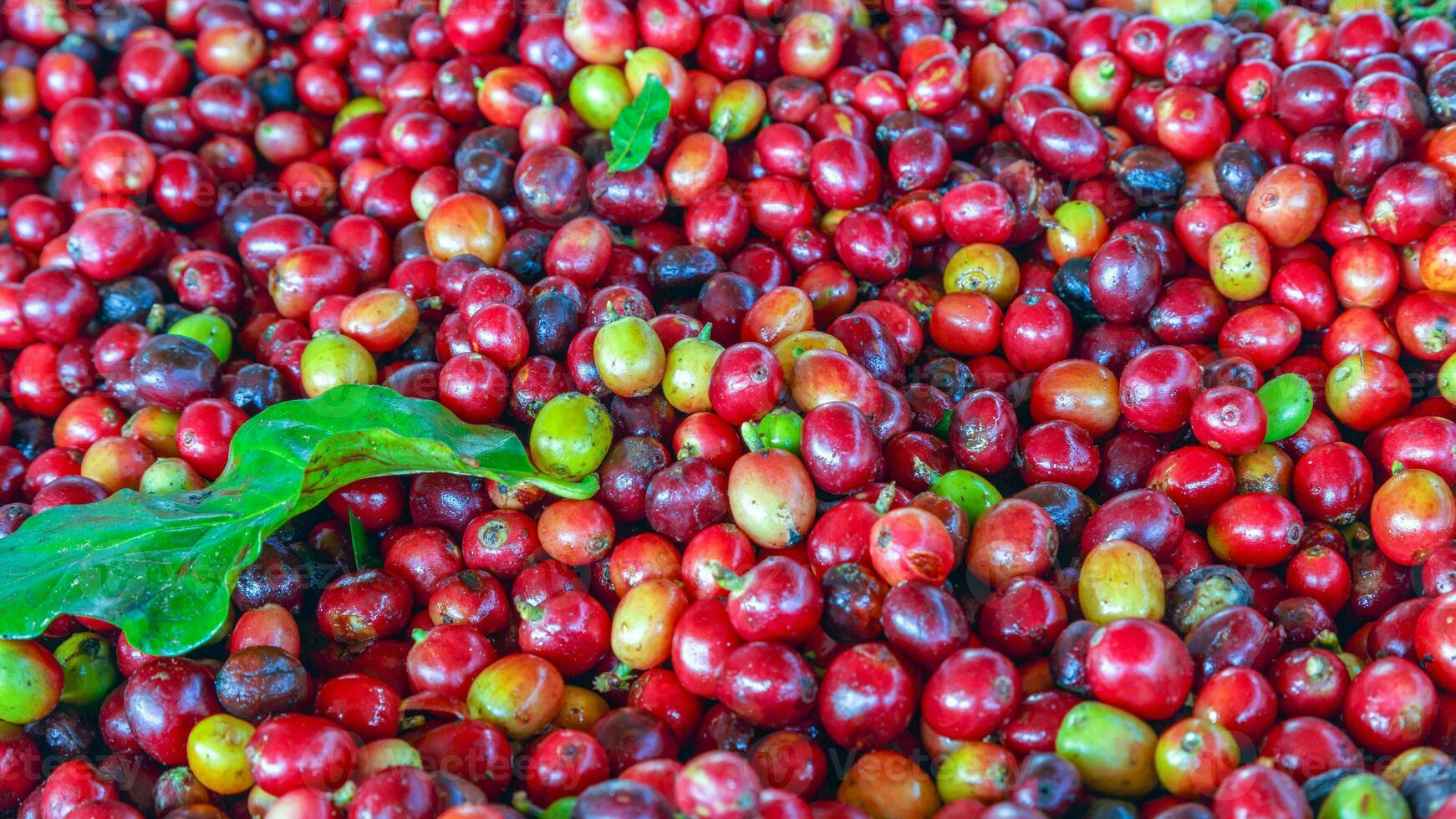 Close up of fresh red raw berry coffee beans and Coffee leaves photo