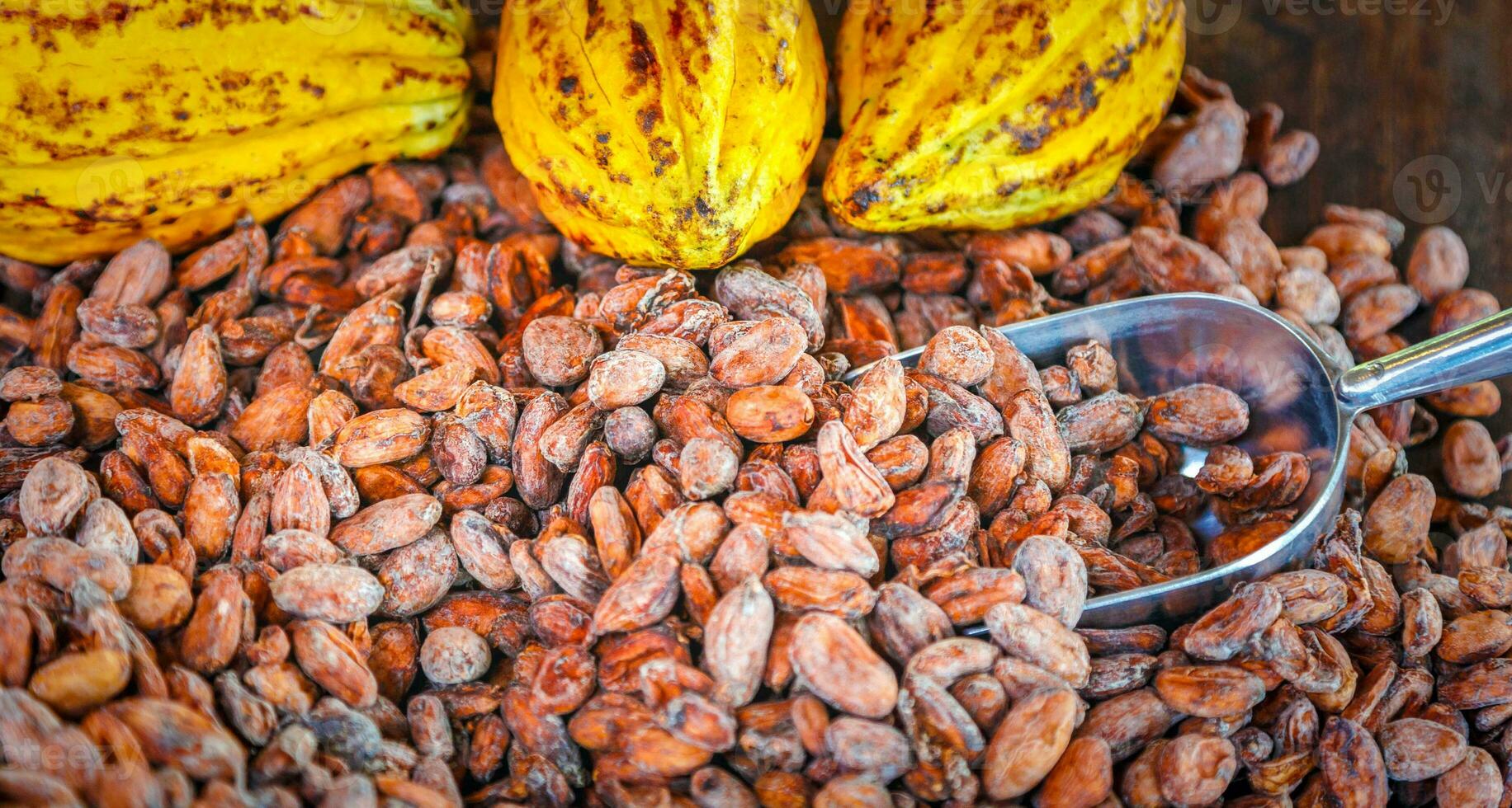 granos de cacao marrones aromáticos y semillas de cacao con materias primas maduras de color amarillo cacao de chocolate como fondo foto