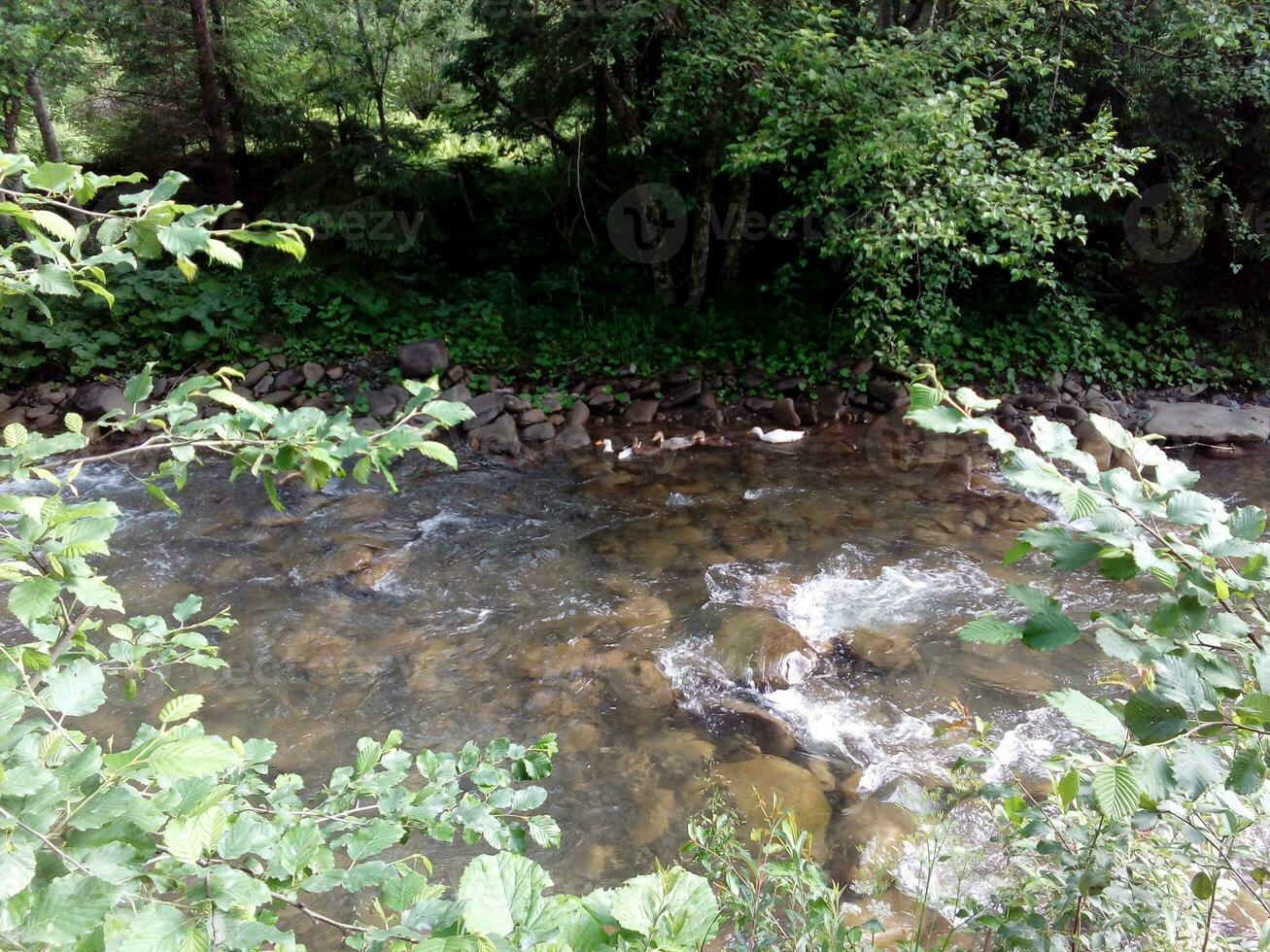 río de montaña en el bosque foto