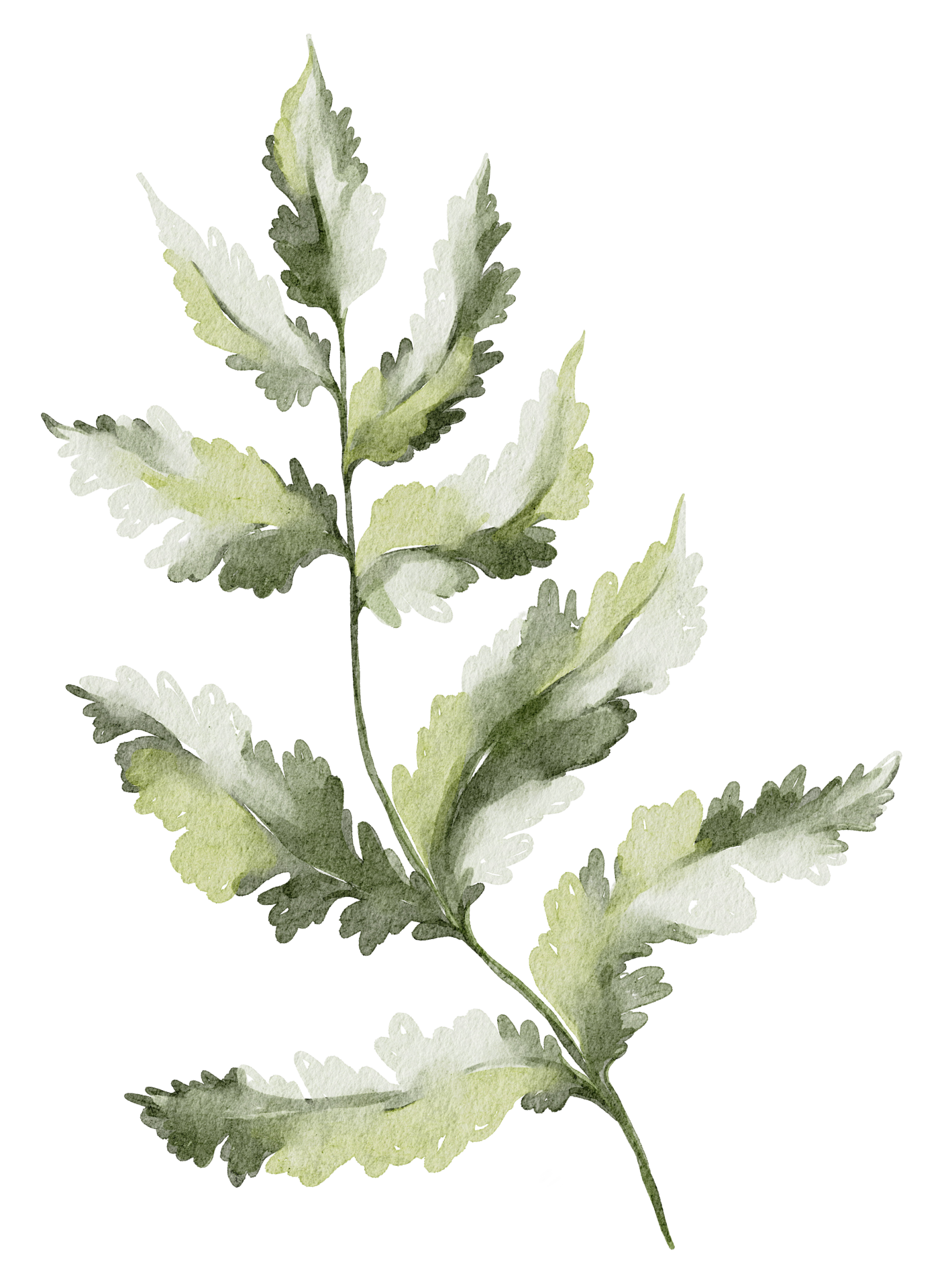 Watercolor greenery png 27394817 PNG