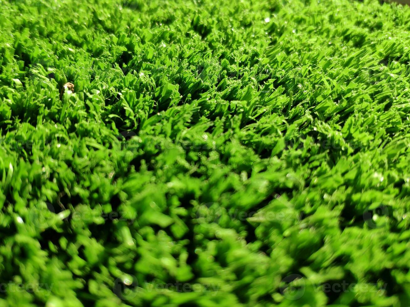 Green grass background close view photo