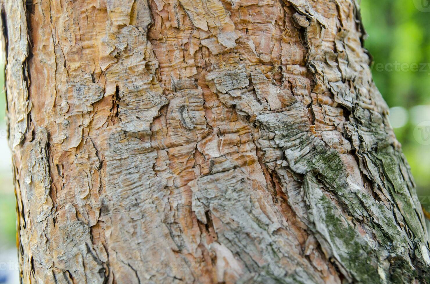 Tree close view photo