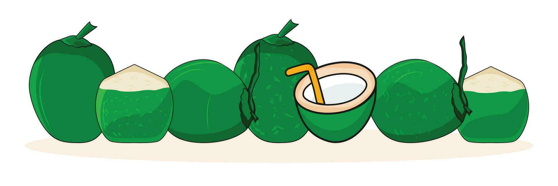 Green coconut illustration, isolated on white background. vector