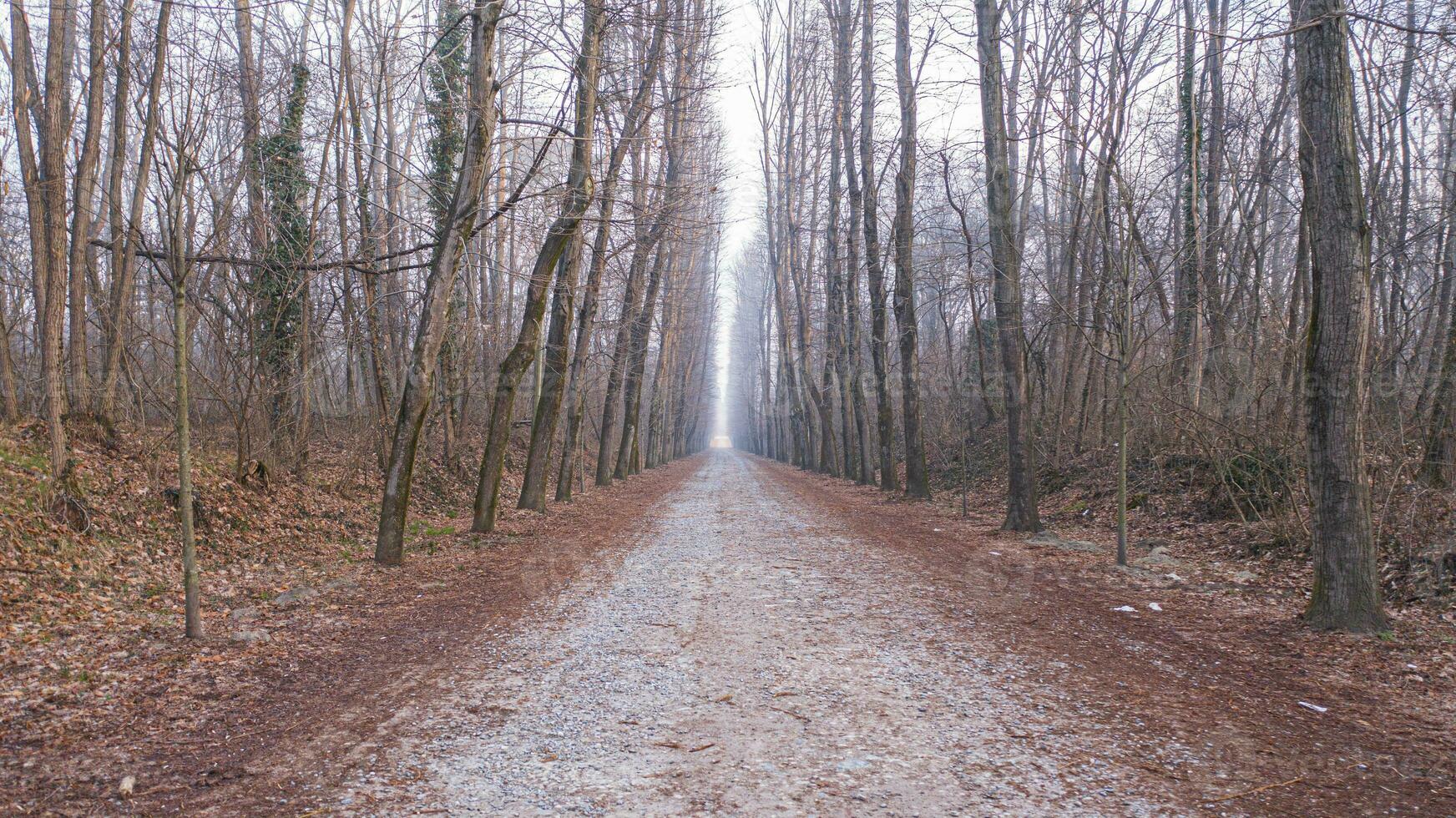 un suciedad la carretera en el bosque foto