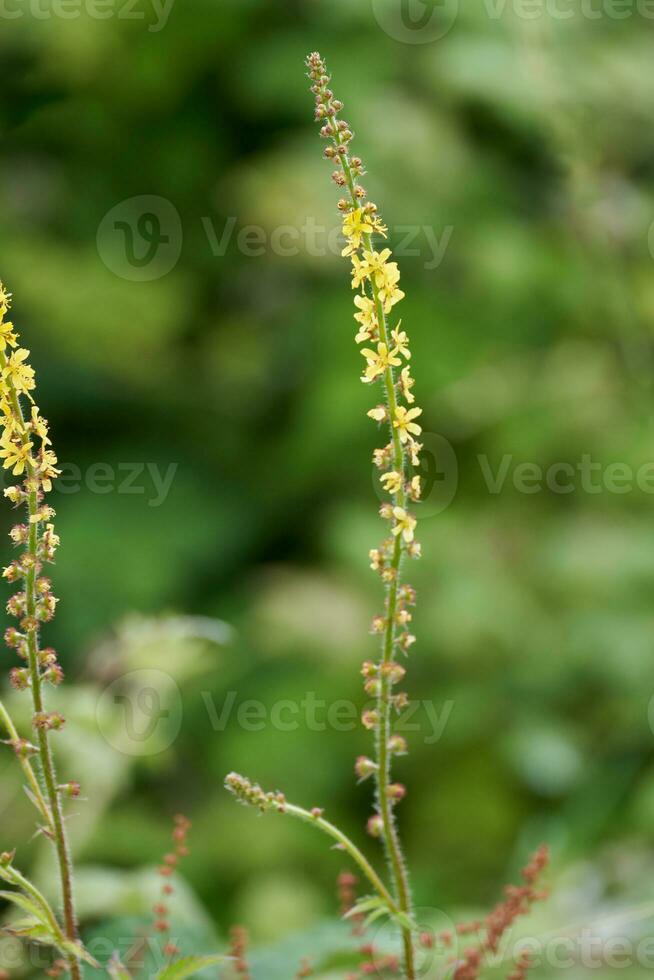 Agrimony, Agrimonia eupatoria, flowering in the English countryside photo