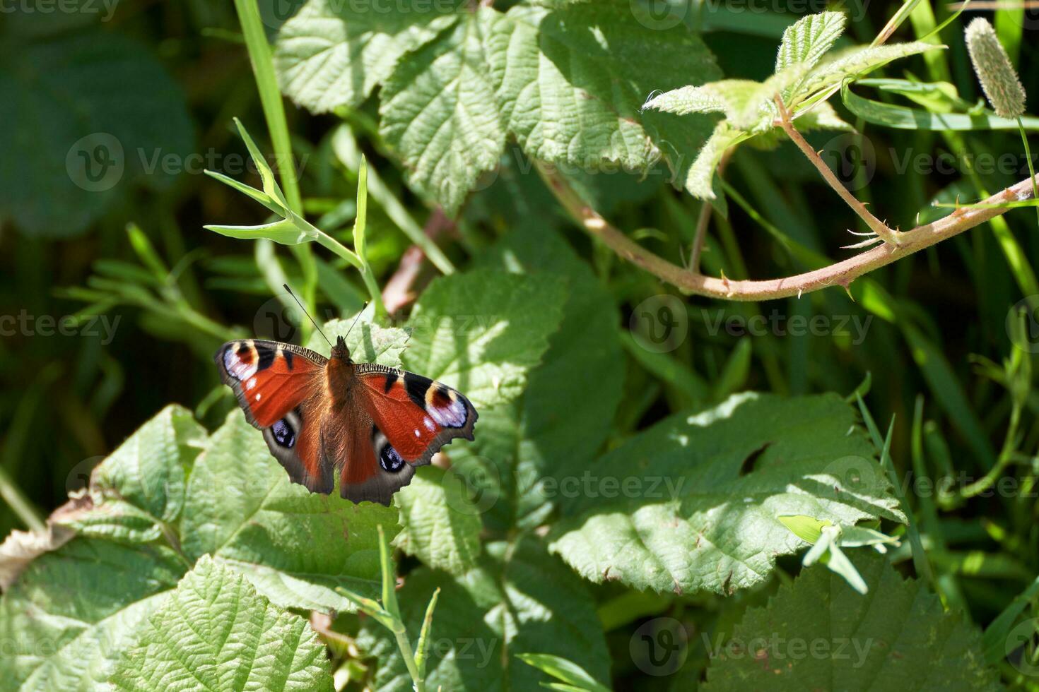 European Peacock butterfly, Inachis io, resting in the hedgerow photo