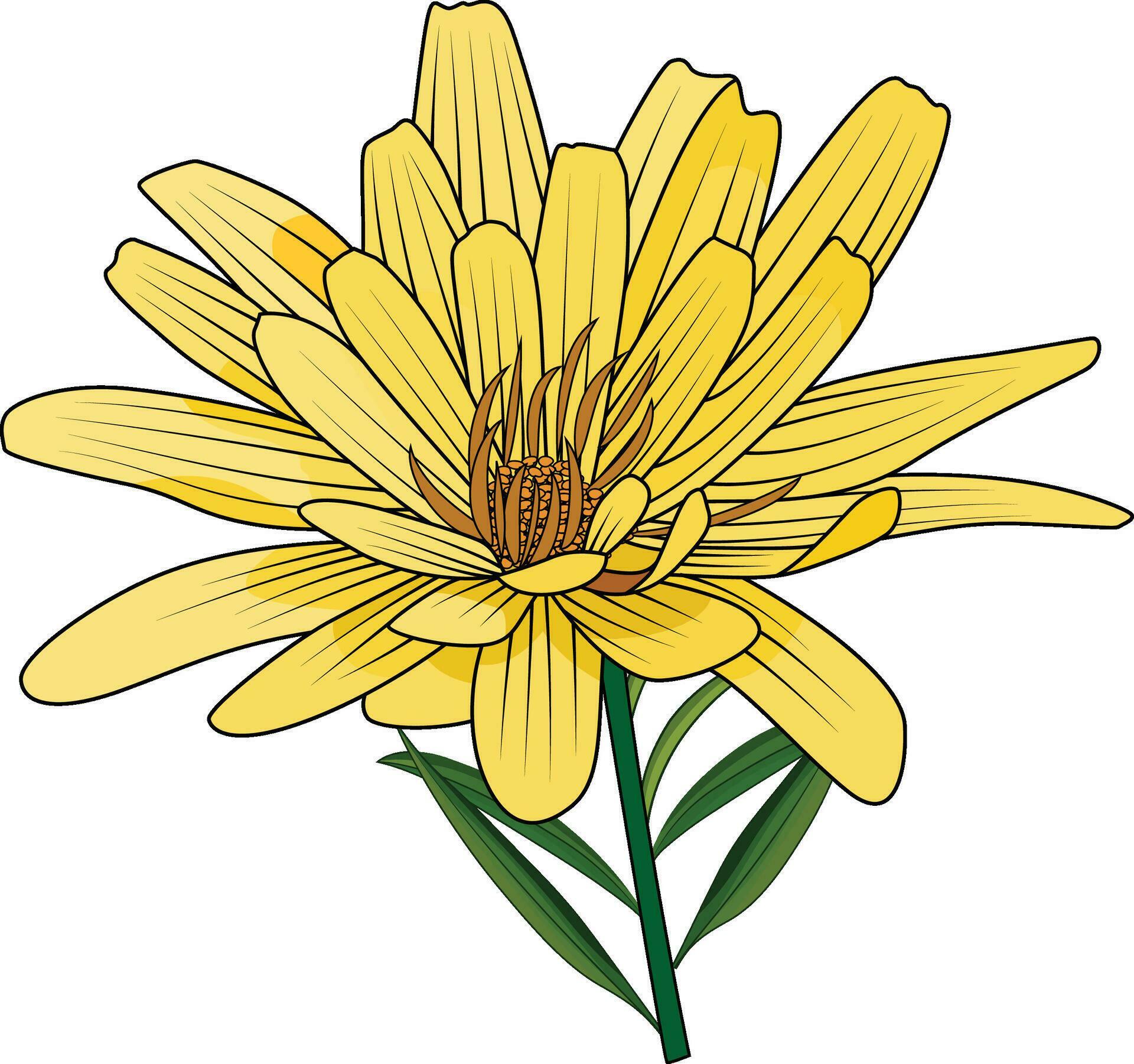 Australian everlasting yellow paper daisy flower vector illustration