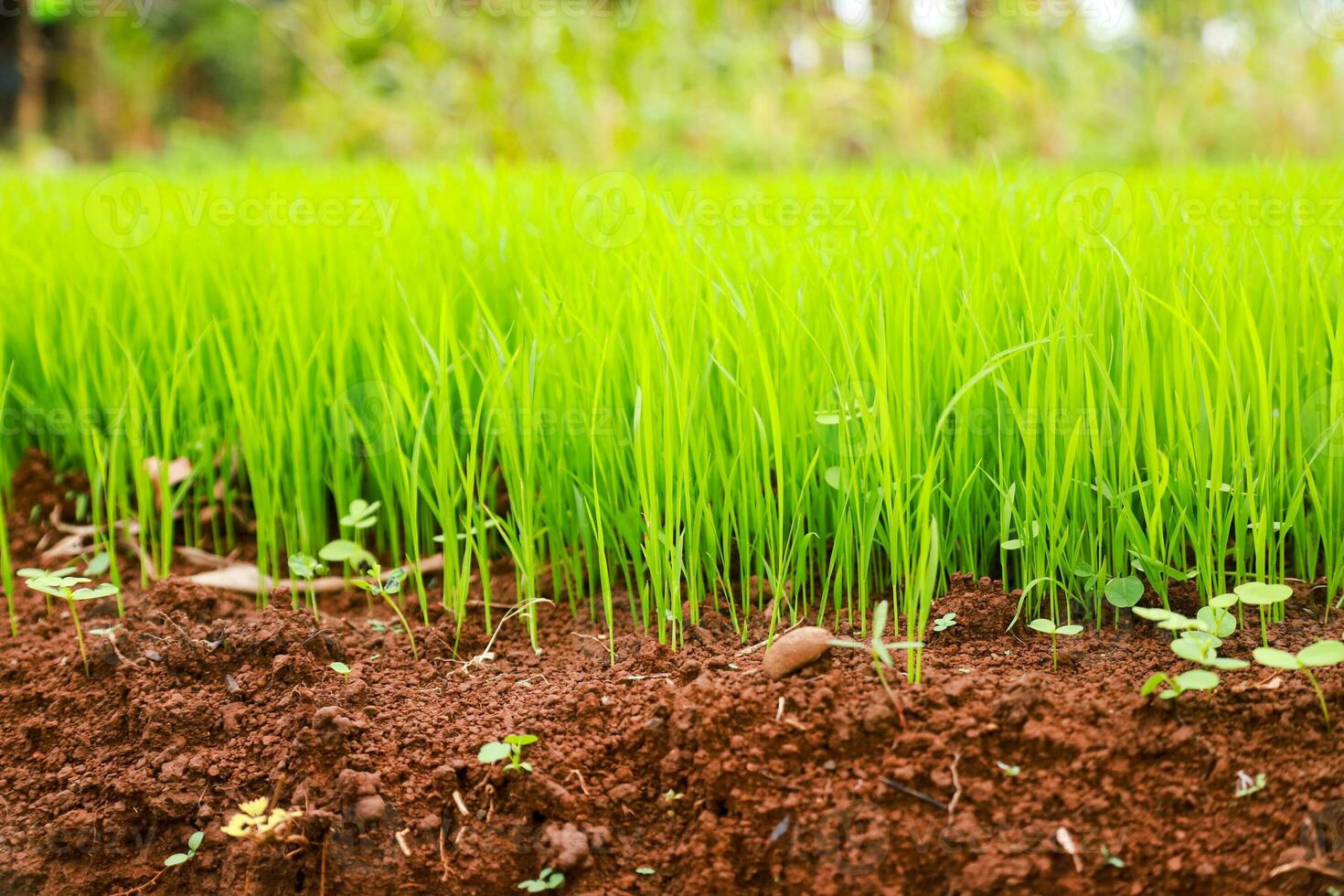rice seedlings that have been sown in ponds before being transferred to planting in the field photo