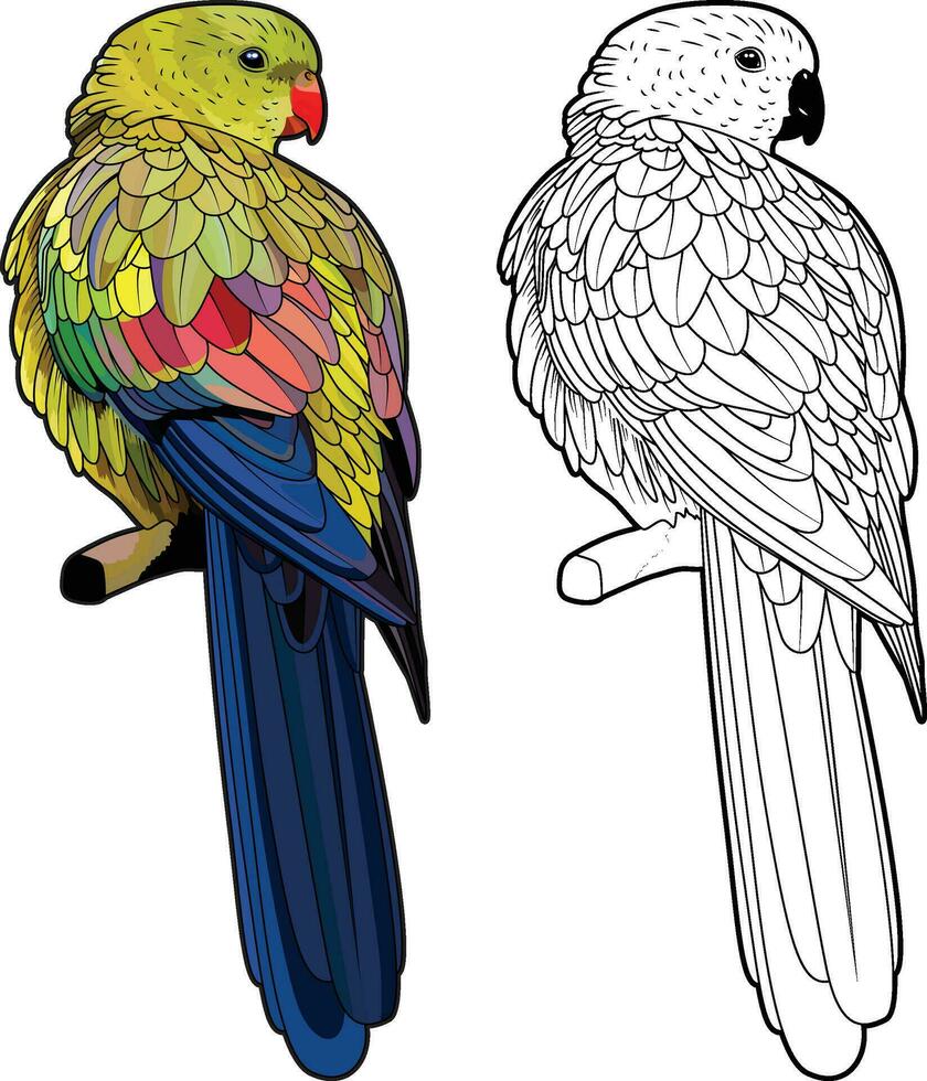 Regent parrot on rock pebble or polytelis anthopeplus colored and black and white line artwork vector image