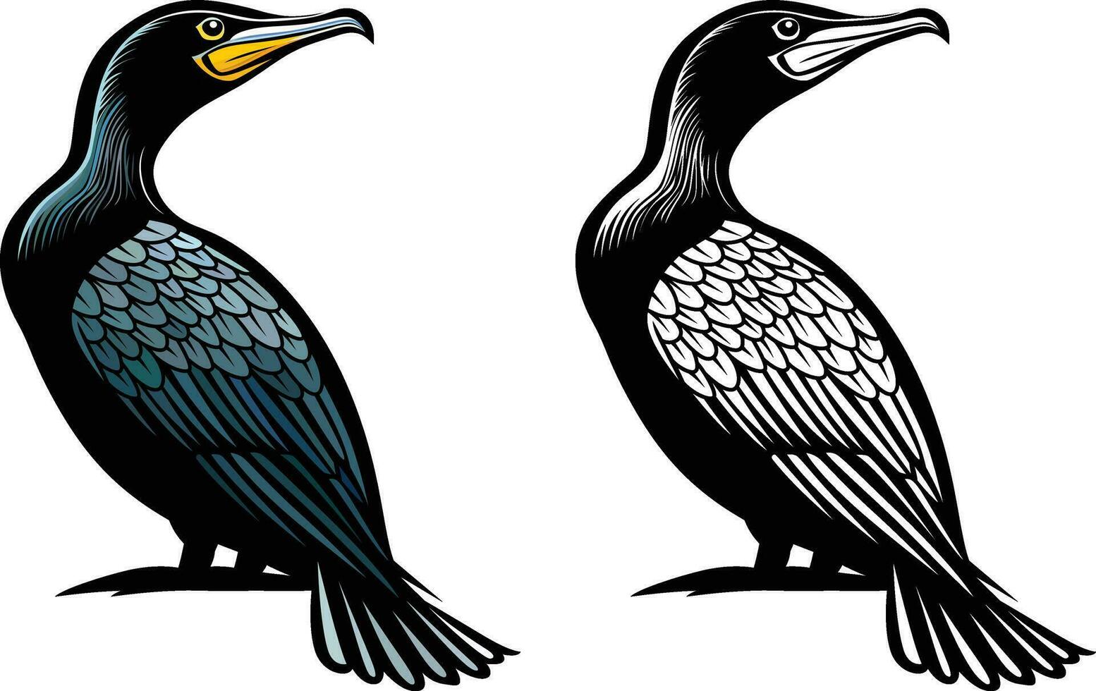 Great cormorant bird vector illustration, Phalacrocorax carbo , seabird stock vector image