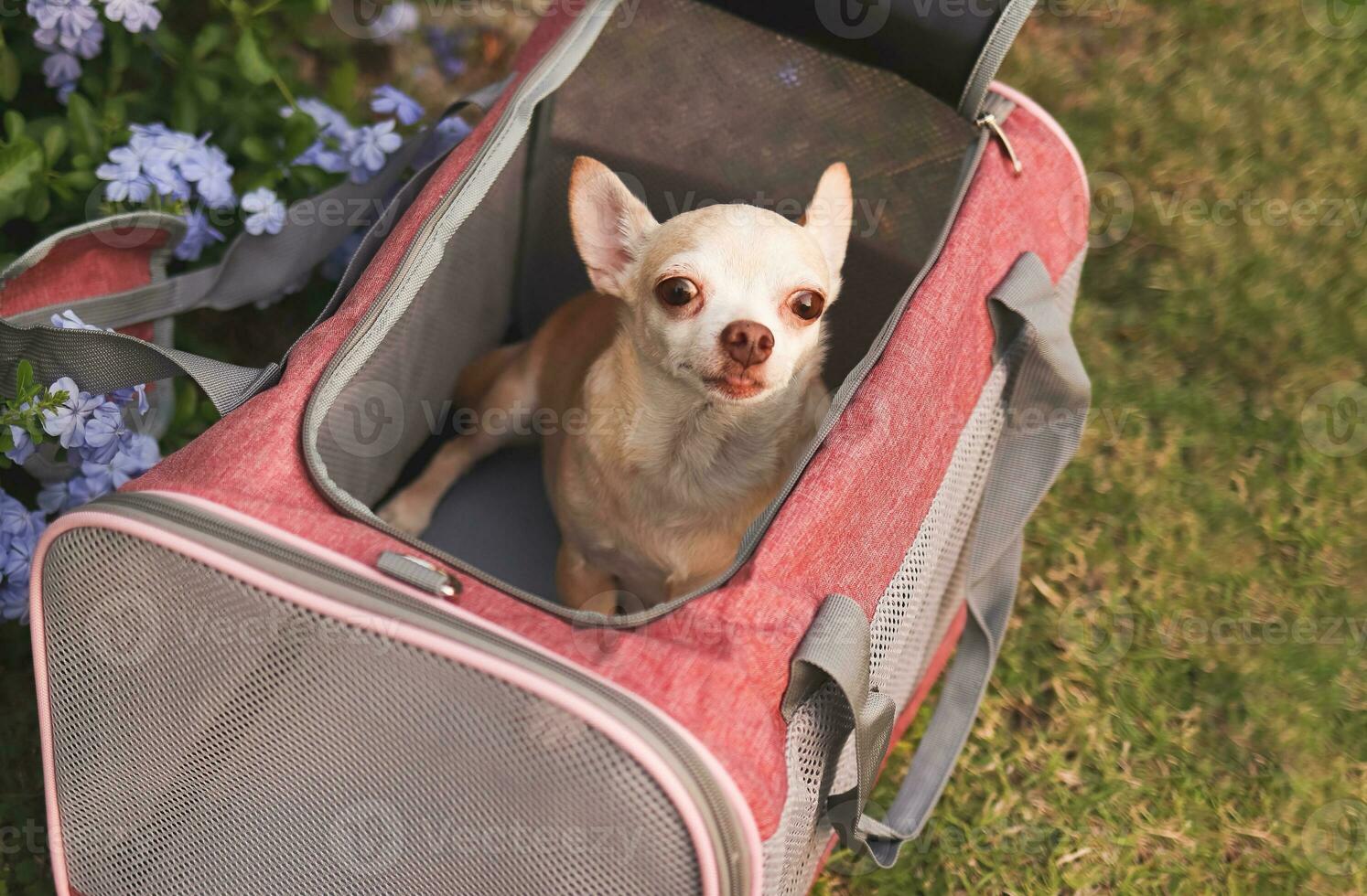 marrón chihuahua perro sentado en viajero mascota portador bolsa, mirando arriba a cámara, Listo a viajar. seguro viaje con animales foto