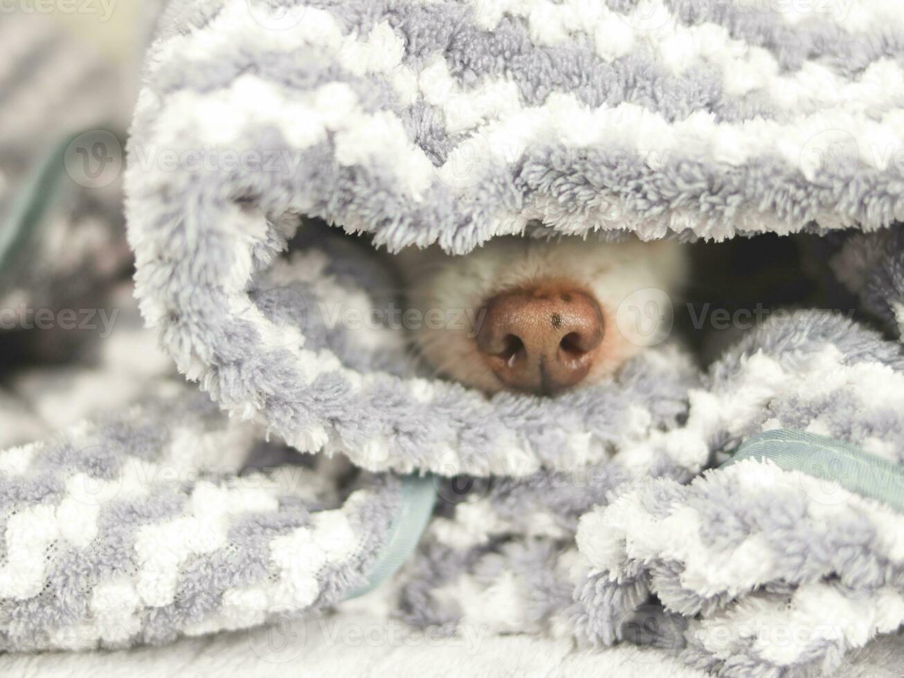 chihuahua dog's nose under gray and white stripes blanket. Chihuahua dog doesn't want to wake up in cold day . photo