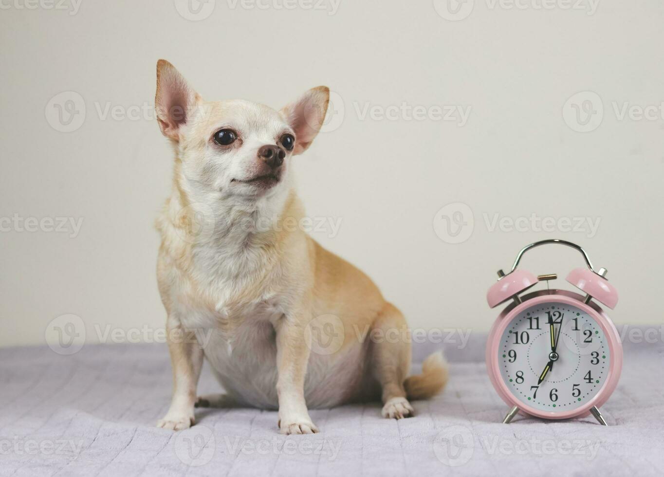 Chihuahua dog sitting on gray blaket with pink alarm clock 7.00 o'clock on white background. photo