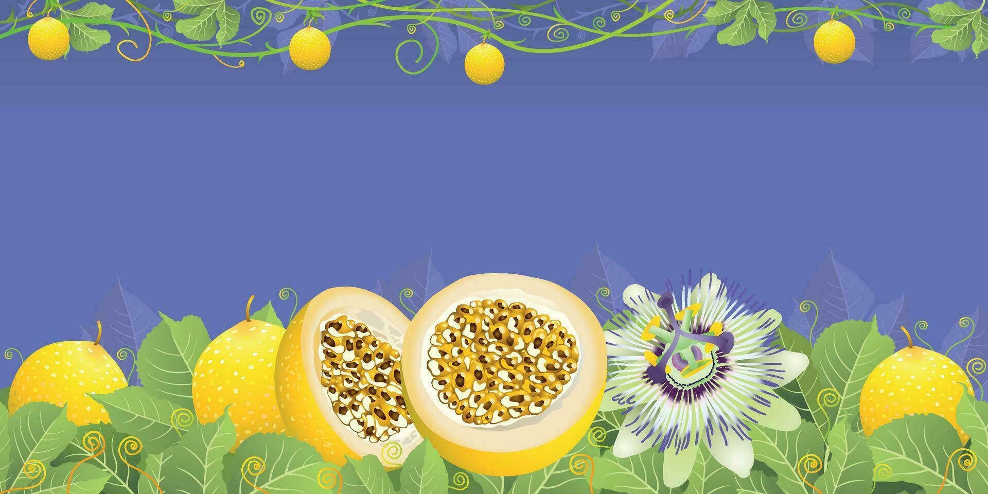 Illustration of passion fruit cut in half and whole with passion flower among green leaves against pastel purple background. Vector image