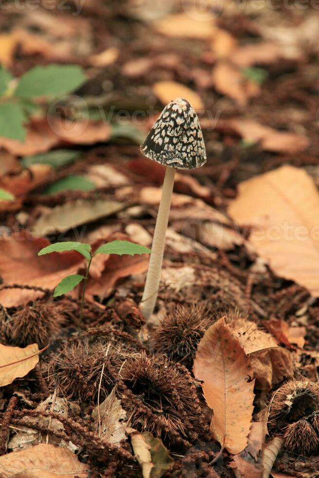 Magpie inkcap fungus - Coprinopsis picacea photo