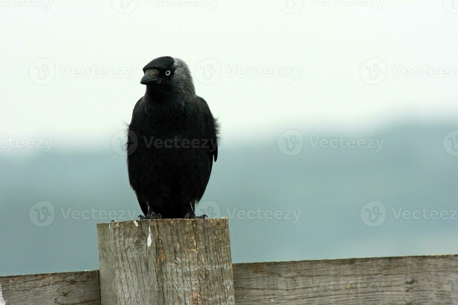 Western jackdaw on a fence photo