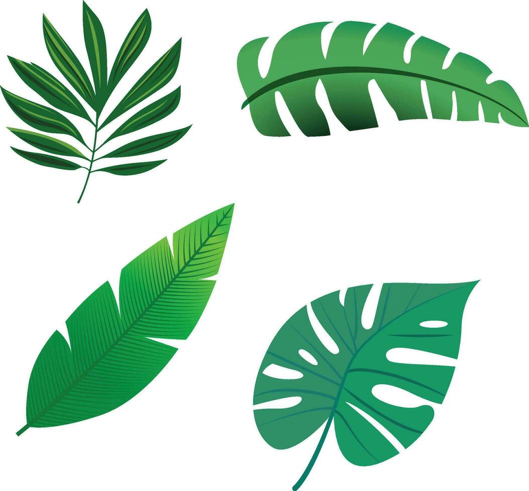 Different types of tropical leaves vector illustration, realistic tropical leaf collection stock vector image