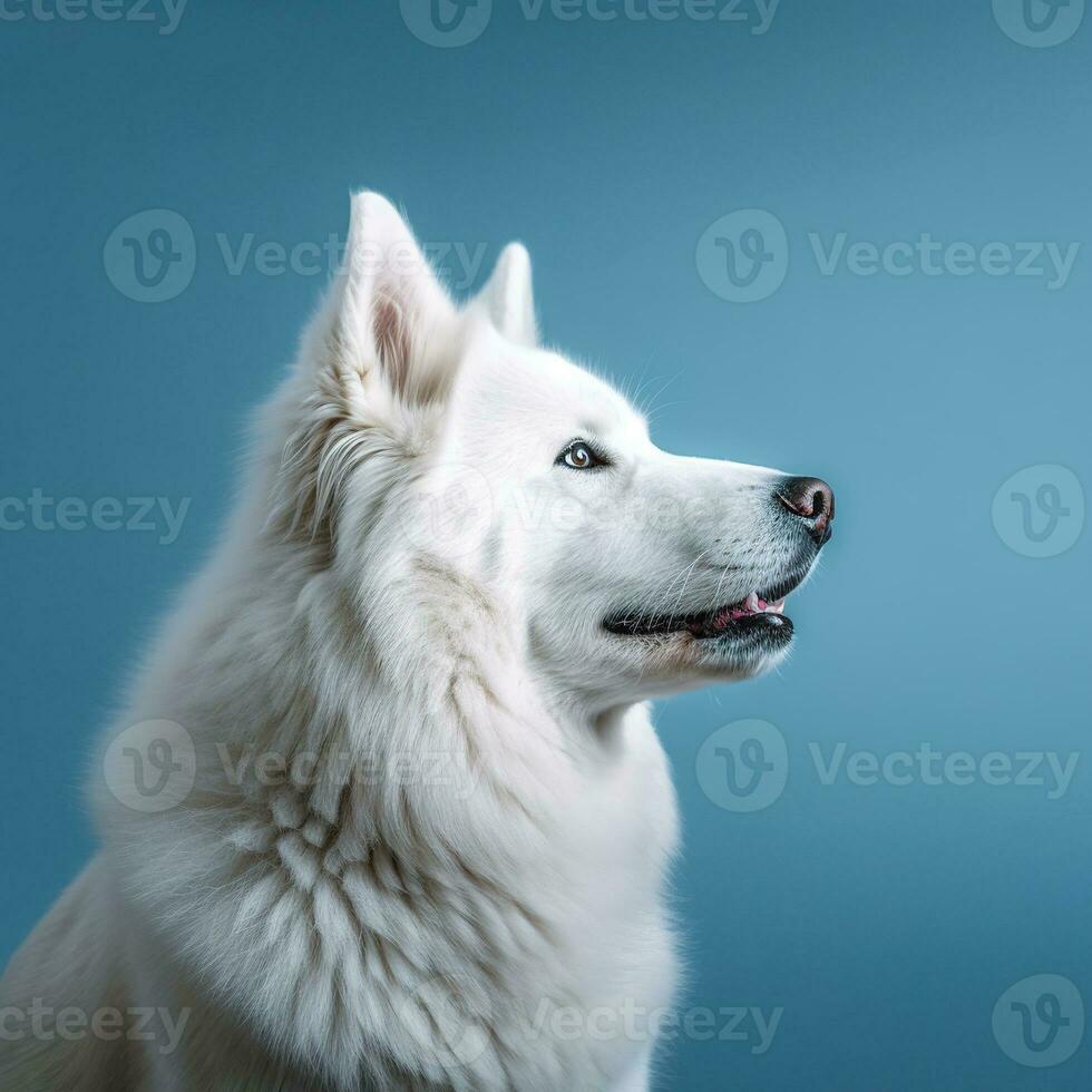 retrato de un blanco Samoyedo perro en un azul antecedentes. ai generativo foto