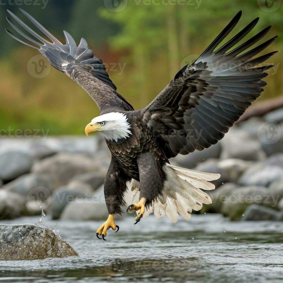 American bald eagle in flight. Bald Eagle Haliaeetus leucocephalus in flight. AI generative photo