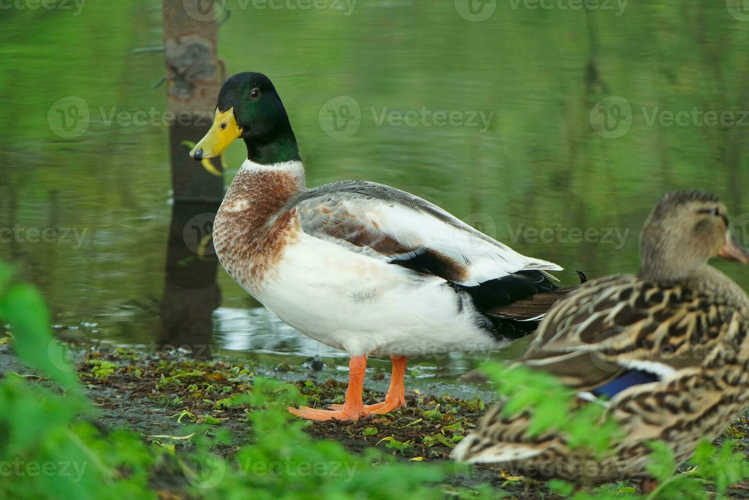 Cute Water Bird at Local Public Park's Lake of Bedford City of England Great Britain, UK. Image Was Captured on April 22nd, 2023 photo