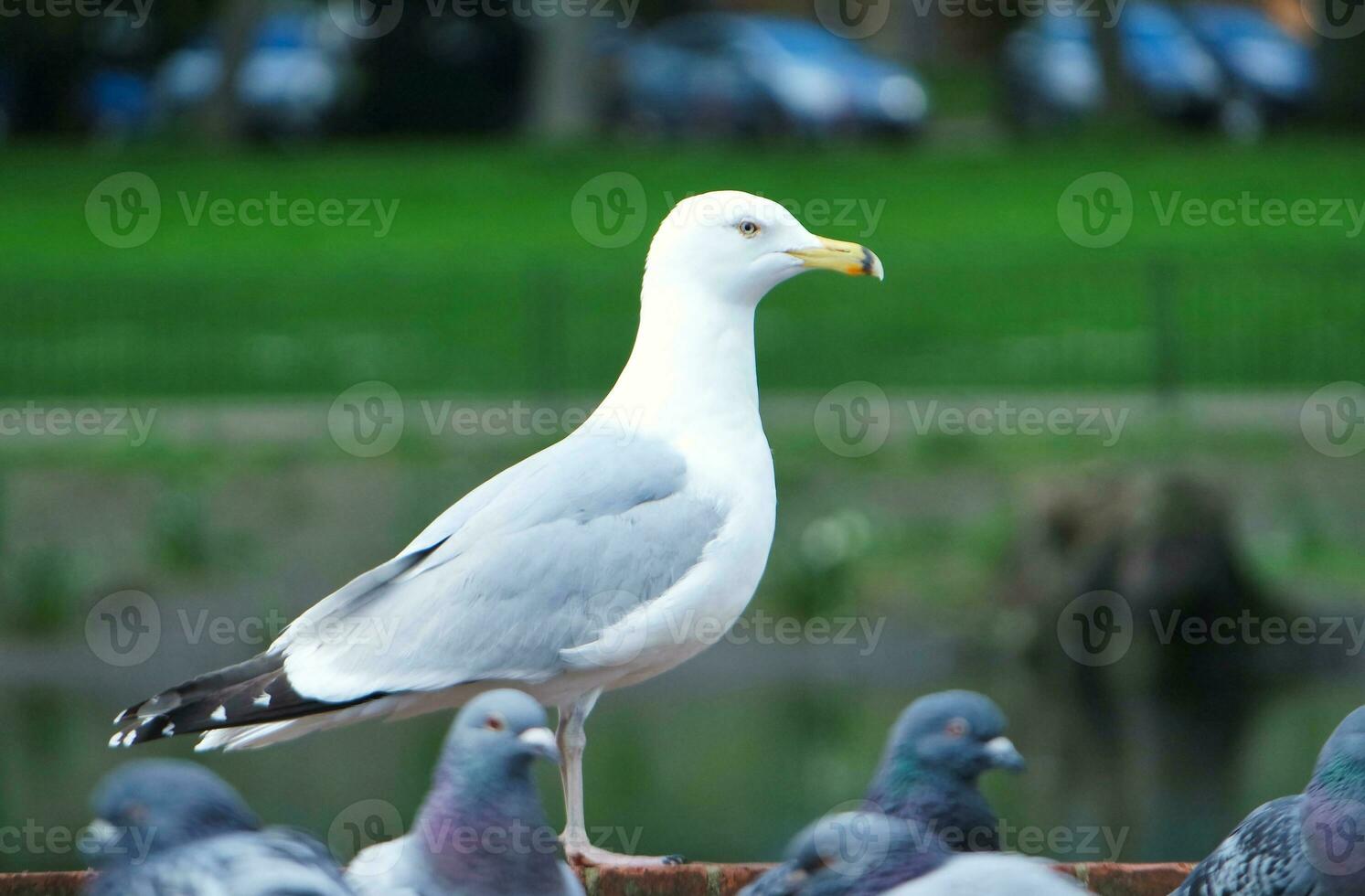 Cute Water Bird at Local Public Park's Lake of Bedford City of England Great Britain, UK. Image Was Captured on April 22nd, 2023 photo