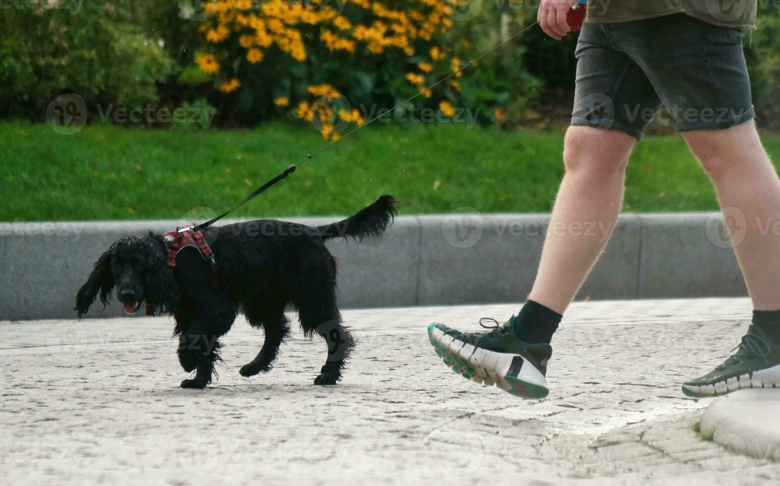 Cute Pet Dog is Posing in a Local Public Park of London city of England Great Britain UK, May 23rd, 2023 photo