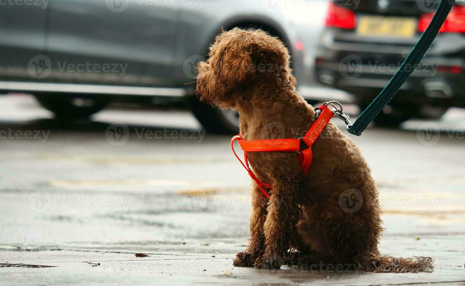 linda mascota perro es posando en un local público parque de Londres ciudad de Inglaterra genial Bretaña Reino Unido, mayo 23, 2023 foto
