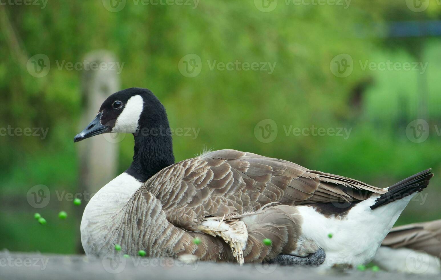 linda agua pájaro a local público del parque lago de Bedford ciudad de Inglaterra genial Bretaña, Reino Unido. imagen estaba capturado en abril 22, 2023 foto