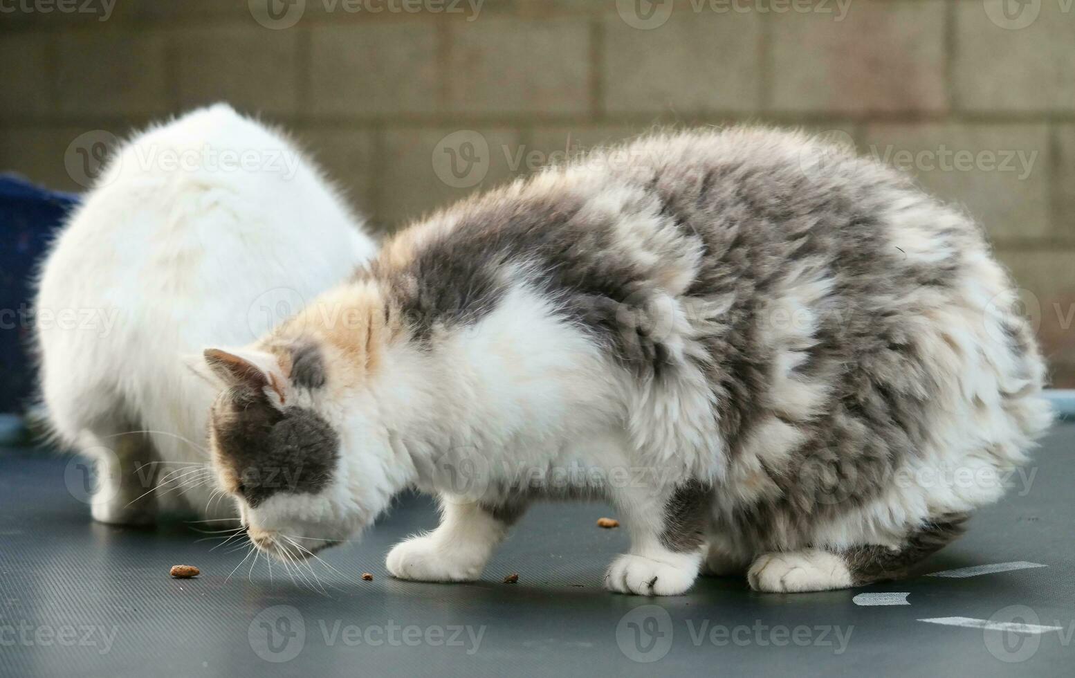 Cute Persian Cat is Posing in a Home Garden at Luton Town of England UK photo