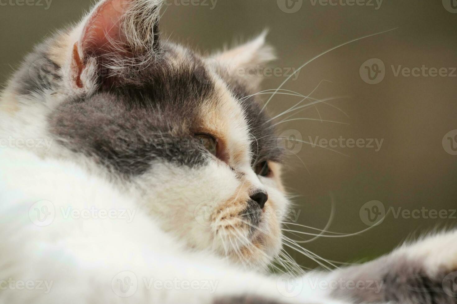 Persian Breed Cat is Posing in a Home Garden at Luton Town of England UK photo
