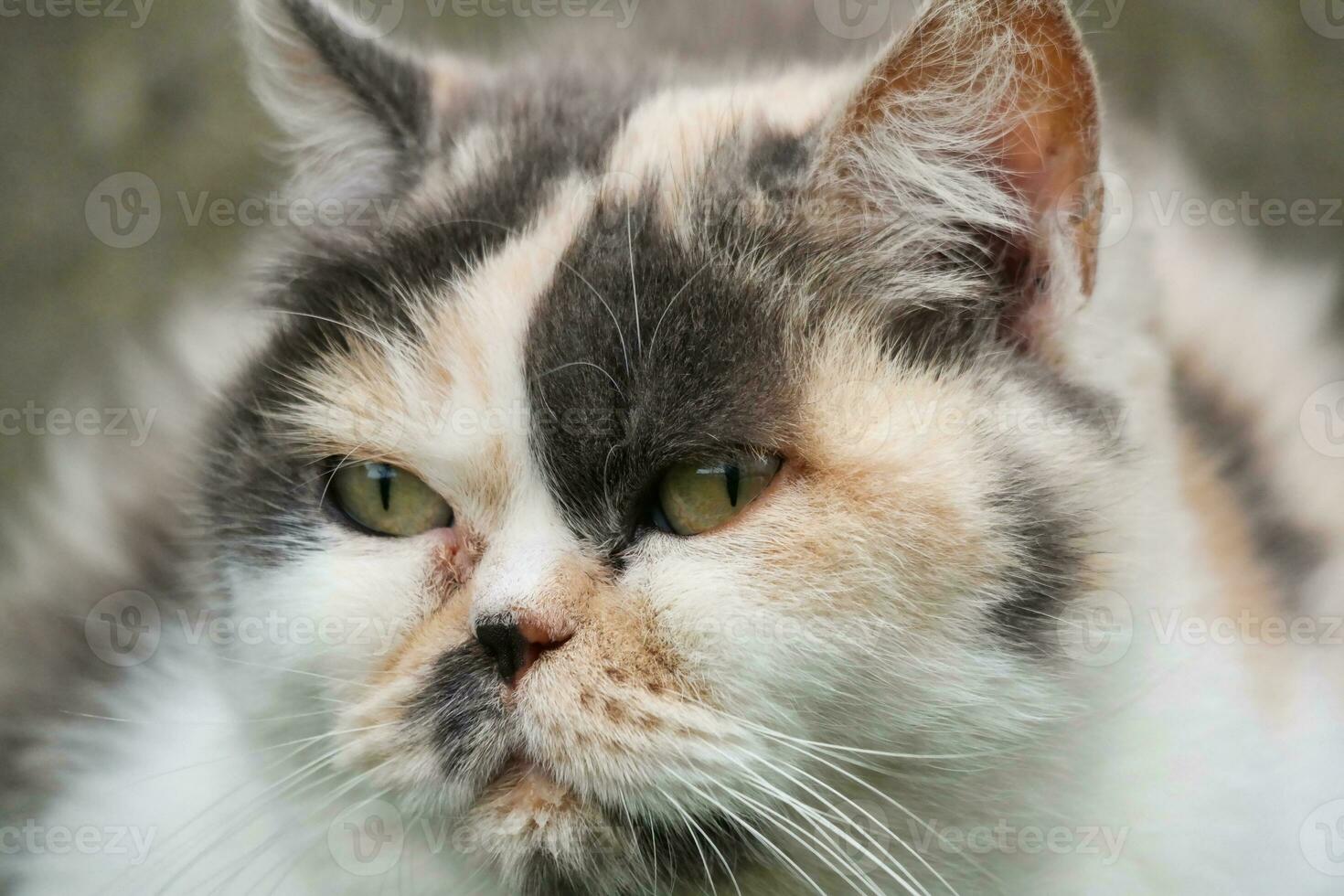 linda persa gato es posando en un hogar jardín a lutón pueblo de Inglaterra Reino Unido foto