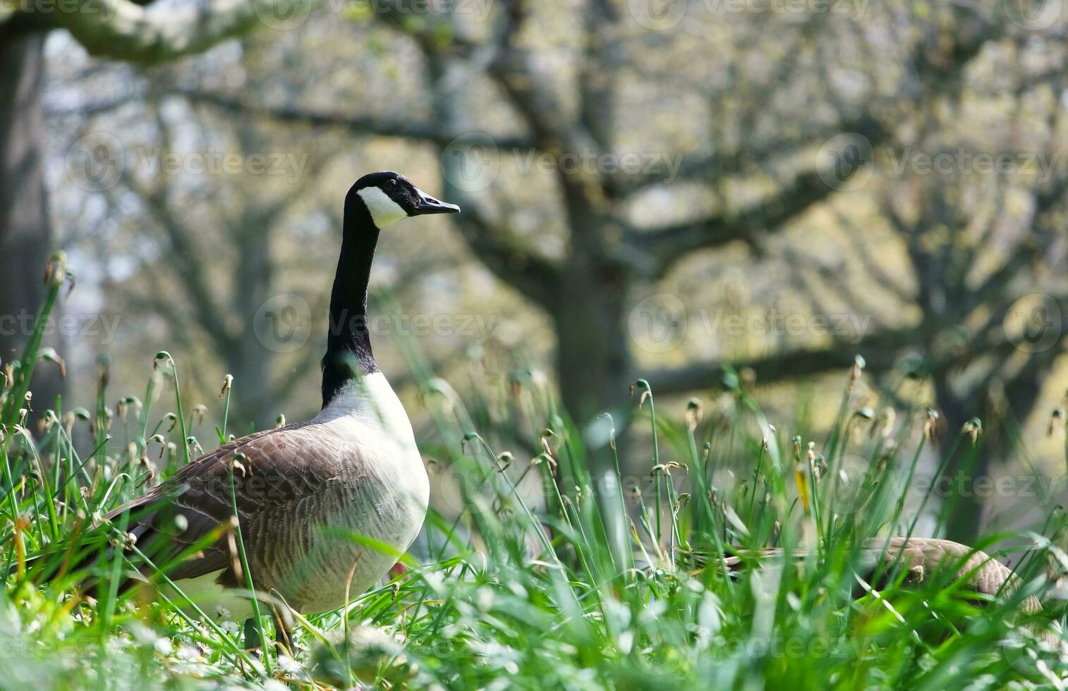 Cute Water Bird at Local Public Park's Lake of Bedford City of England Great Britain, UK. Image Was Captured on April 22nd, 2023 photo