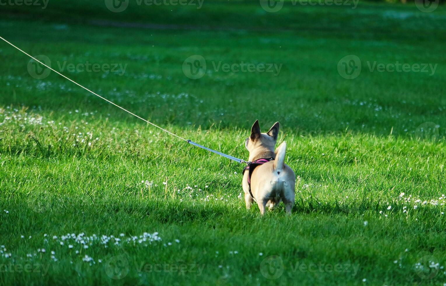 Cute Pet Dog is Posing in a Local Public Park of London city of England Great Britain UK, May 23rd, 2023 photo