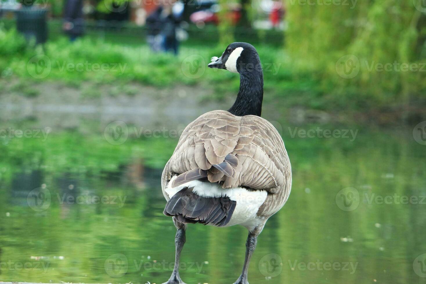 linda agua pájaro a local público del parque lago de Bedford ciudad de Inglaterra genial Bretaña, Reino Unido. imagen estaba capturado en abril 22, 2023 foto