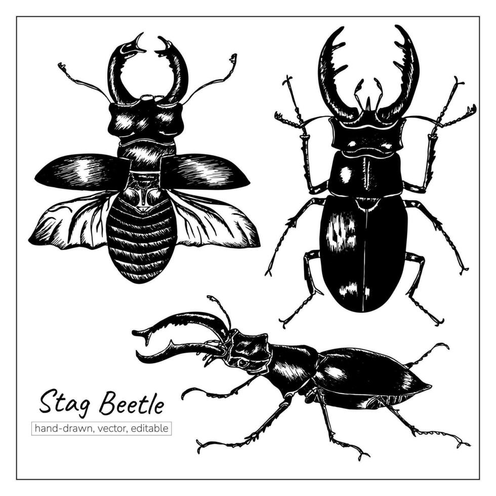 Stag beetle. Hand-drawn set of insects. Pen illustration of bugs. vector
