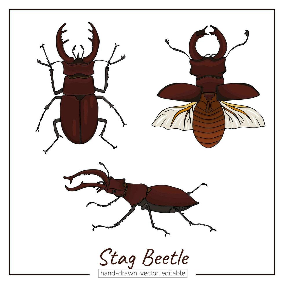 Stag beetle set. Hand-drawn colorful horned insects vector