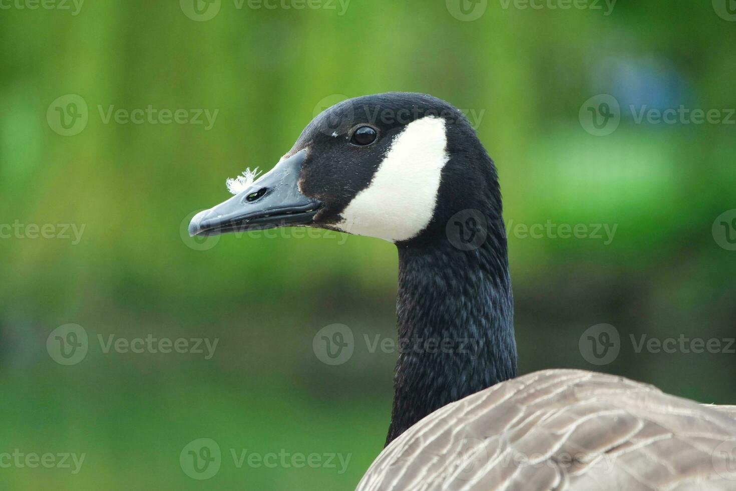 Cute Water Bird at Local Public Park's Lake of Bedford City of England Great Britain, UK. Image Was Captured on April 22nd, 2023 photo