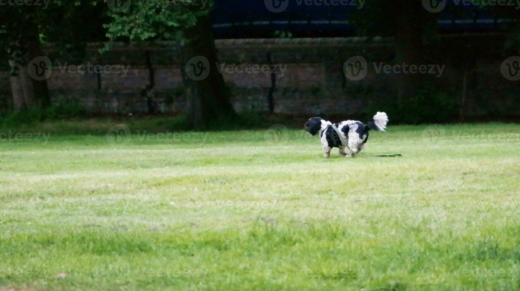 Cute Pet Dog is Posing in a Local Public Park of London city of England Great Britain UK, May 23rd, 2023 photo