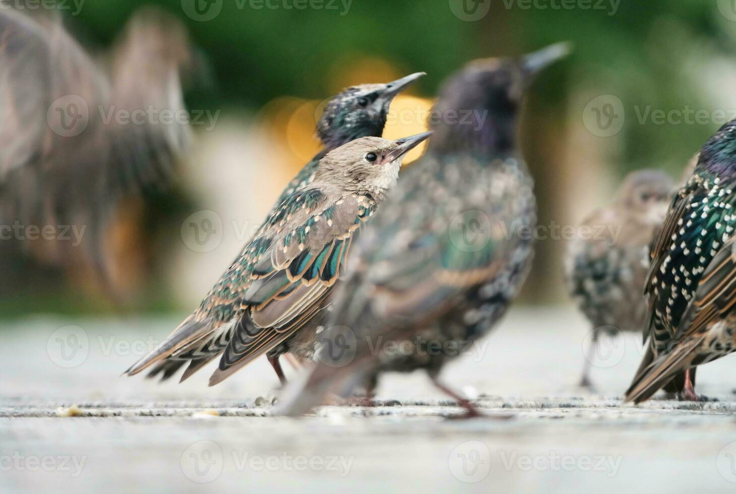 Very Cute Little Bird at Jubilee Gardens Park at London eye, Westminster, Central London Capital City of England UK. Image Was Captured on August 2nd, 2023 photo