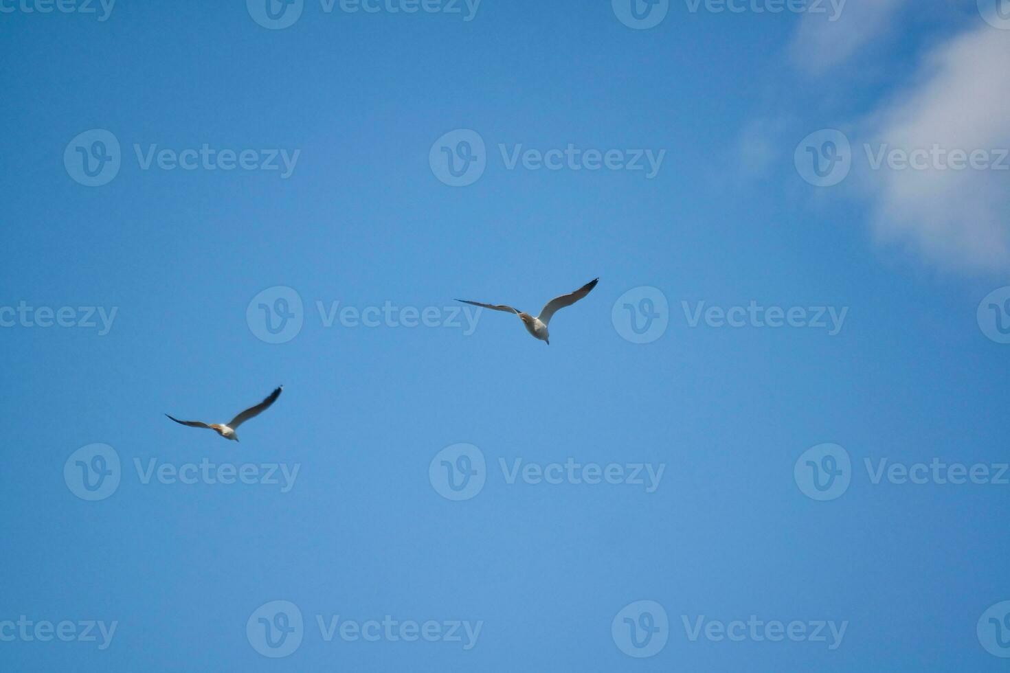 Bird at Local Public Park's Lake of Bedford City of England Great Britain, UK photo