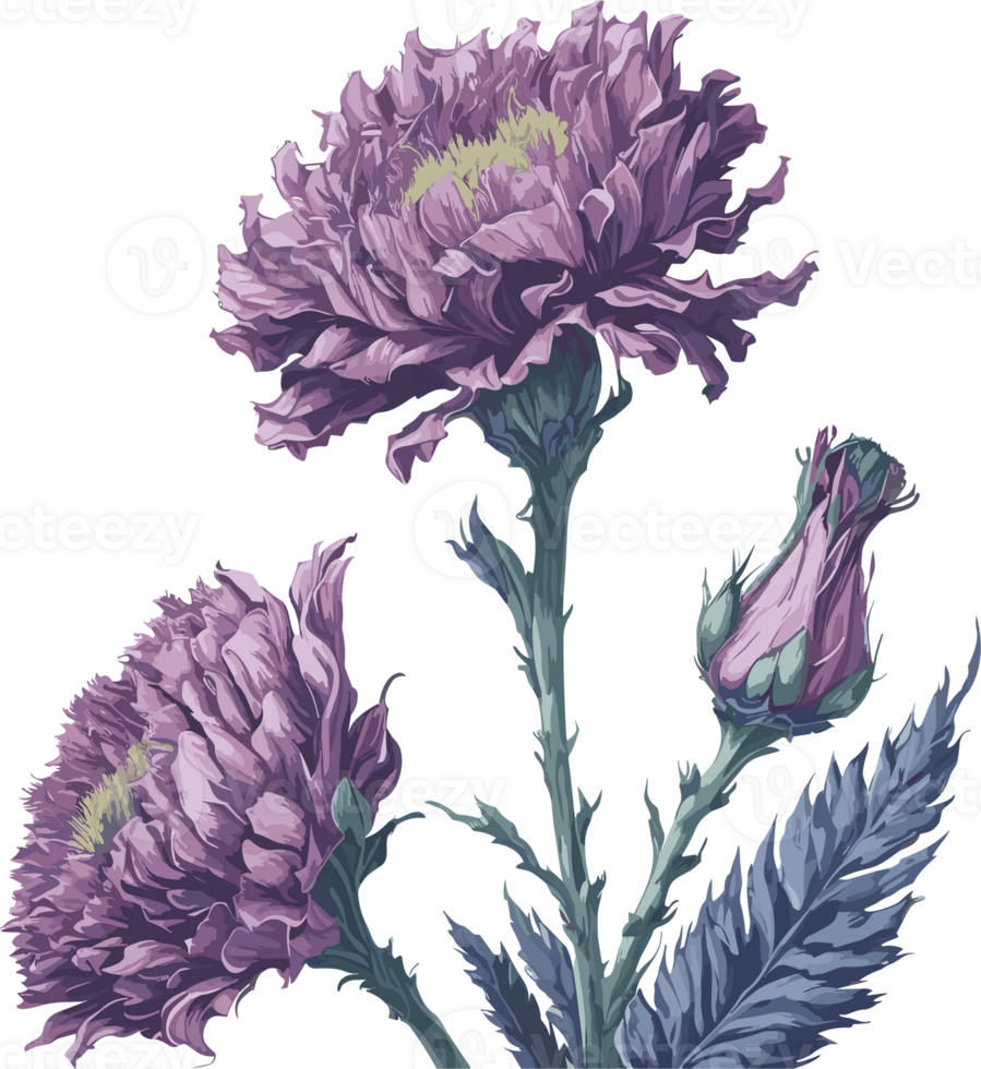 Carnation Dianthus caryophyllus AI generative png