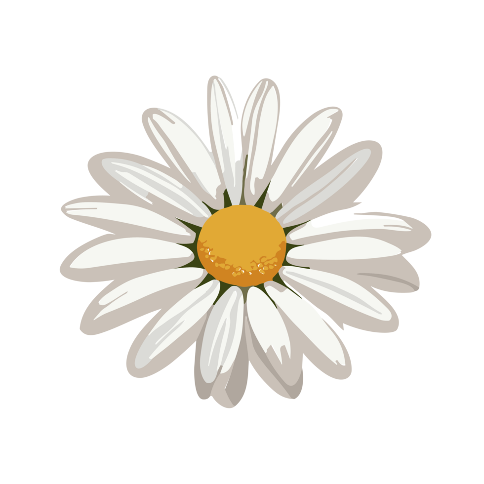 margarida flor transparente plano de fundo,ai generativo png