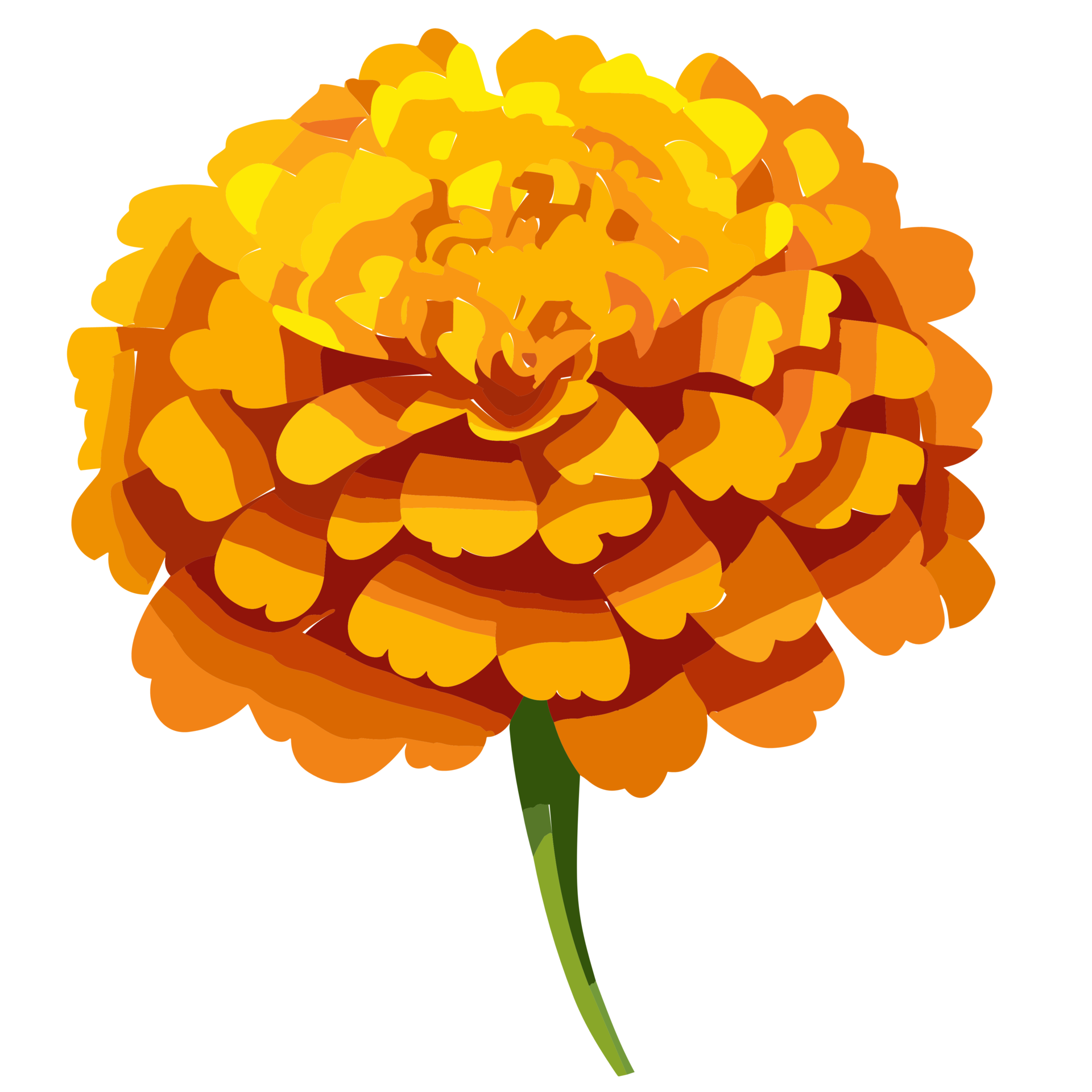 Marigold flower transparent background,Ai Generative 27434156 PNG