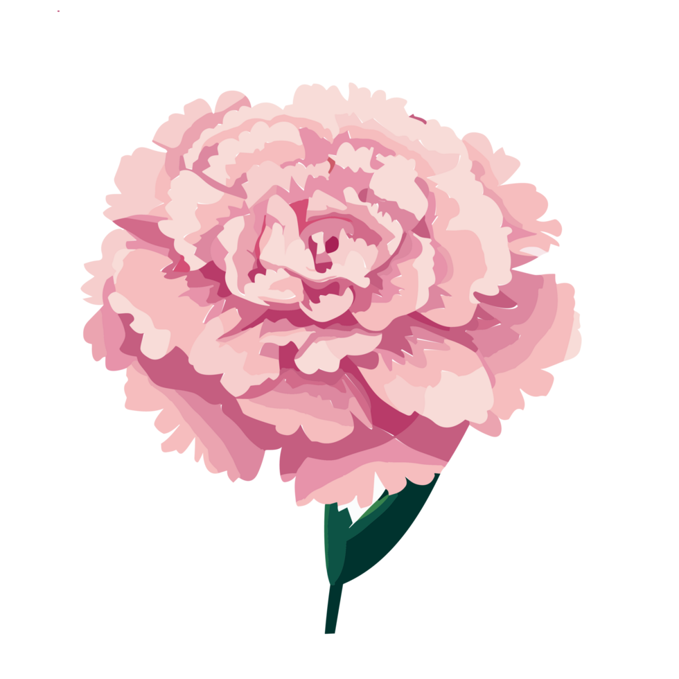 Carnation flower transparent background,Ai generative 27434157 PNG