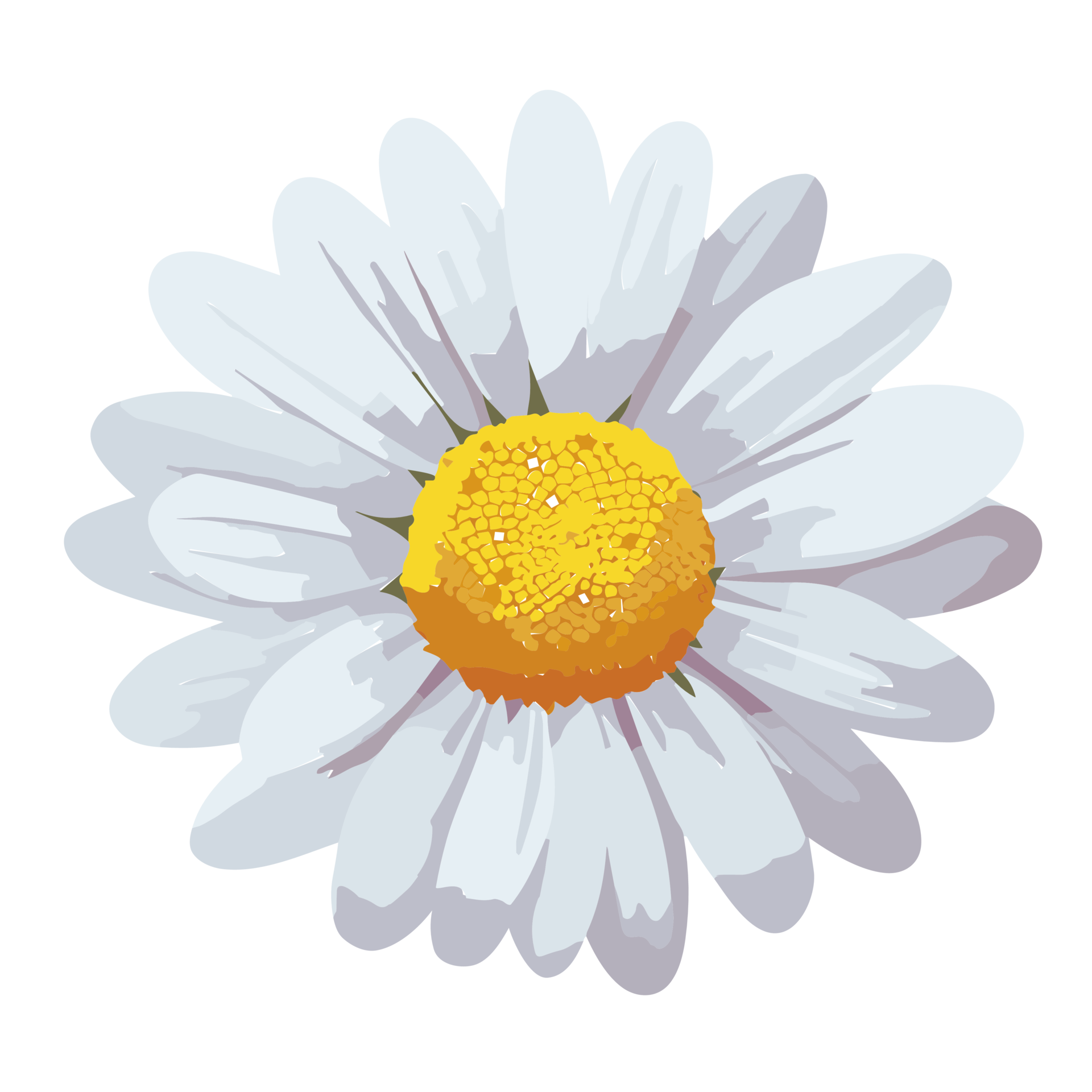 Daisy flower transparent background,Ai Generative 27434175 PNG