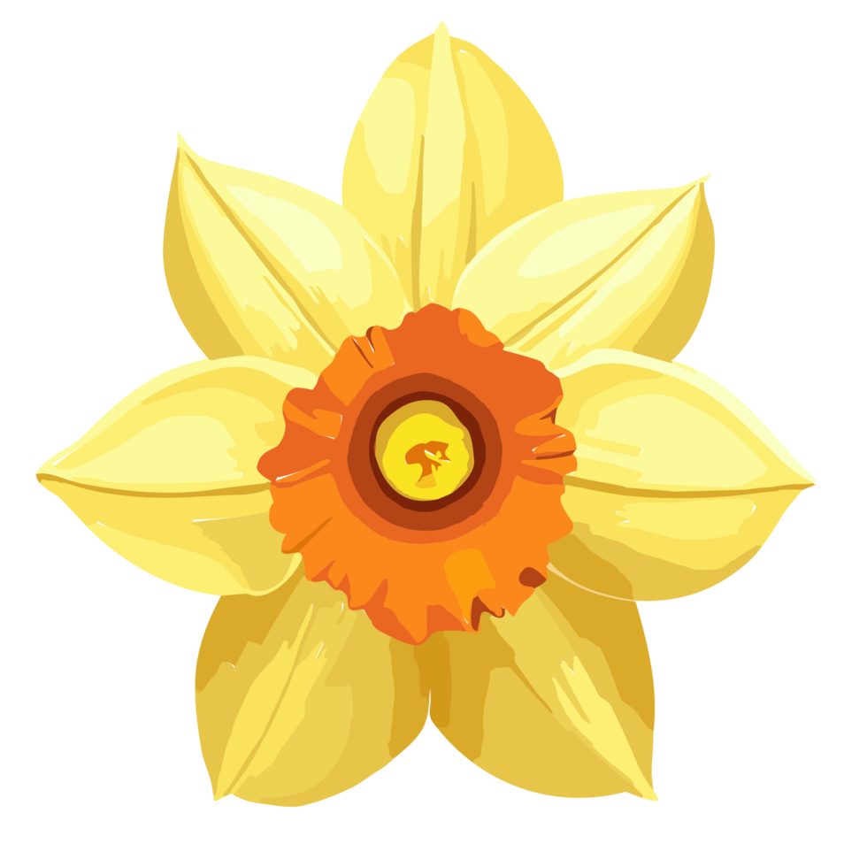 Daffodil flower transparent background,ai generative 27434218 PNG